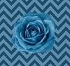 RosesBlue