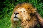 Fabien_Lion