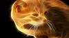 FireCat64