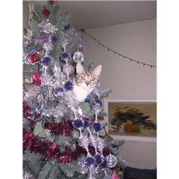 Kitty_Spreadwell
