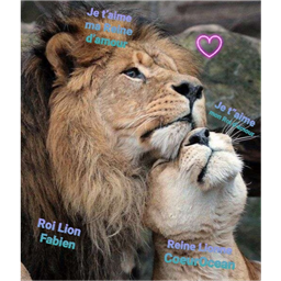Fabien_Lion