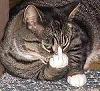 AllieCat
