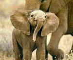 HelpSaveAnimals