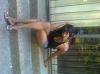 lady_diamond_