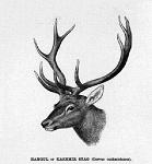 Stag_Horn