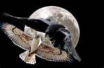 Lady_Raven_Hawke