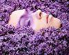 Lilac_Candy_G