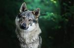 lobo_grisFM