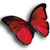 Mariposita88