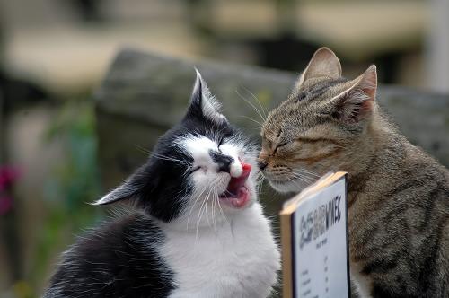 meow
