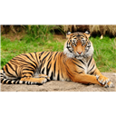 D_tigerrlily_