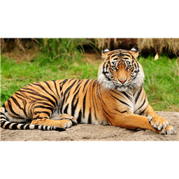 D_tigerrlily_RoG