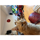 GreatDENNIS