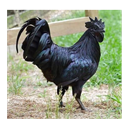 Bull_For_U