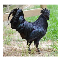 Bull_For_U