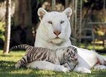 sanglier_blanc